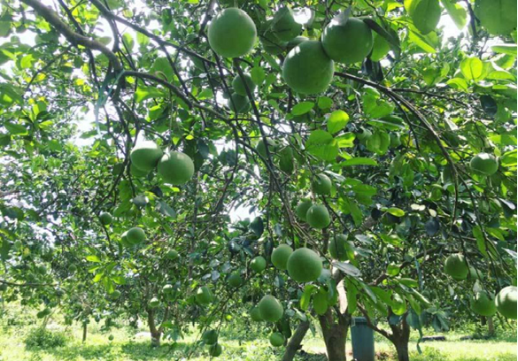 Từ phu hồ, nông dân 'đổi đời' thành giám đốc HTX nhờ trồng bưởi Diễn xuất khẩu
