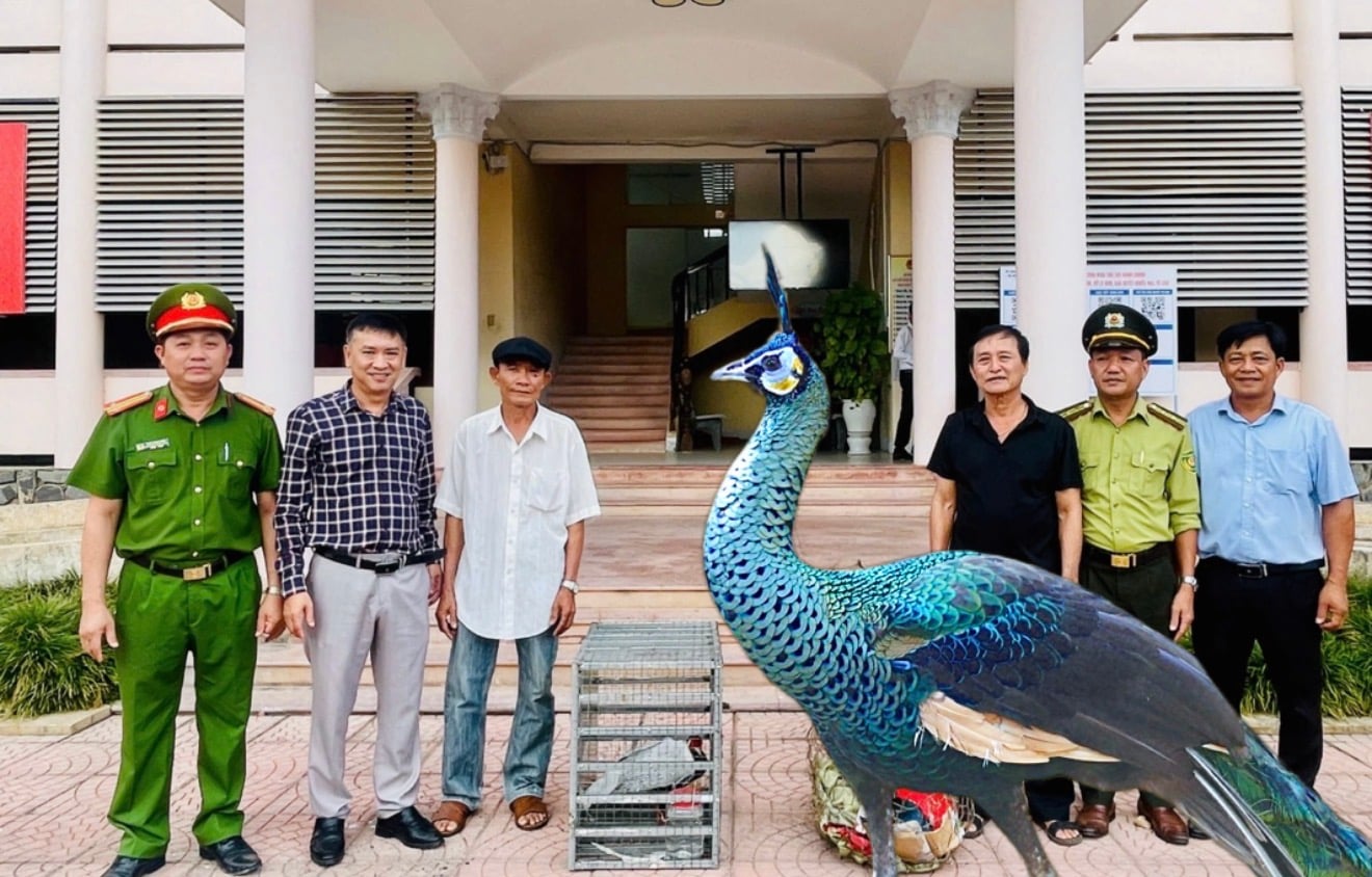 “Nữ hoàng” loài chim cùng 2 động vật quý hiếm được người dân Quảng Ngãi giao nộp, thả về rừng