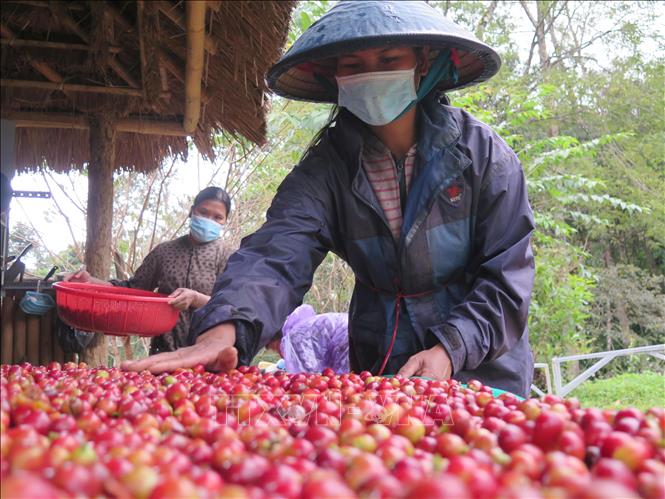 Cà phê xứ lạnh Arabica được phơi ráo nước trước khi đưa đi bán.