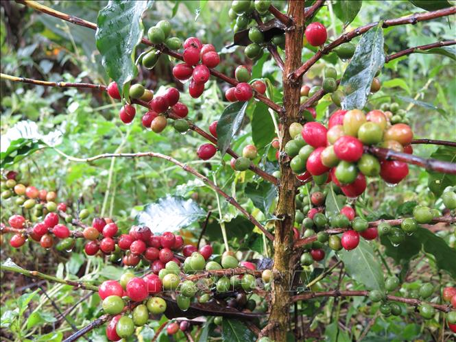 Cà phê xứ lạnh Arabica có quả to, mọng nước.