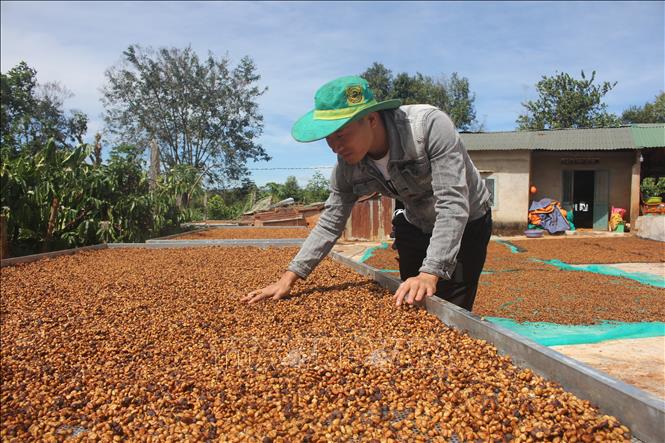 Thu hoạch cà phê năm 2020 tại tỉnh Gia Lai. Ảnh tư liệu: Hồng Điệp/TTXVN