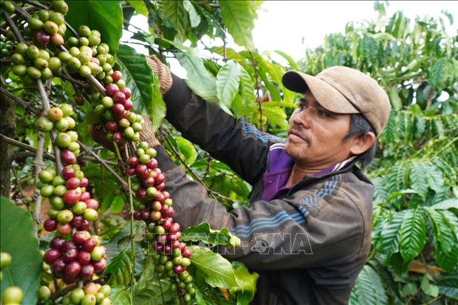 Thu hoạch cà phê năm 2020 tại tỉnh Gia Lai. Ảnh tư liệu: Hồng Điệp/TTXVN