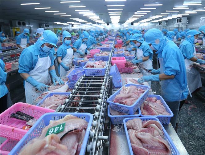 Dây chuyền chế biến cá tra xuất khẩu tại nhà máy của Công ty TNHH Công nghiệp Thủy sản Miền Nam (Khu công nghiệp Trà Nóc, thành phố Cần Thơ). Ảnh minh họa: Vũ Sinh/TTXVN
