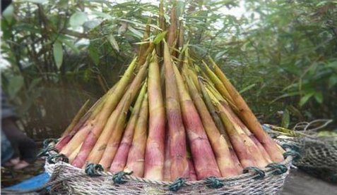 Măng này đặc ruột, bùi, cho vị ngọt, không chát hay đắng