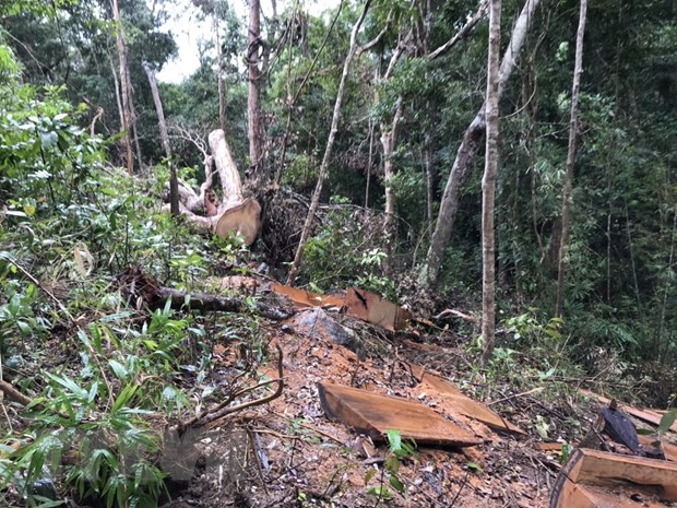 Hiện trường vụ khai thác trái phép gần 85m3 gỗ tại tiểu khu 734, lâm phần do Công ty Trách nhiệm hữu hạn Một thành viên Lâm nghiệp Ia Pa quản lý, thuộc địa giới hành chính xã Chư Grey, huyện Kong Chro (Gia Lai). (Ảnh: TTXVN phát)