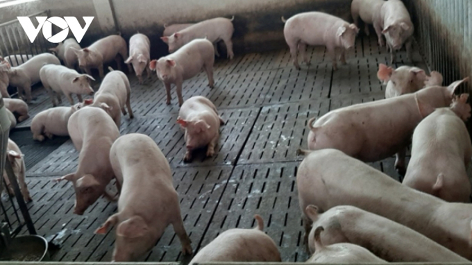 Các trại chăn nuôi đang tăng cường các biện pháp an toàn sinh học để phòng ngừa dịch tả lợn châu Phi.