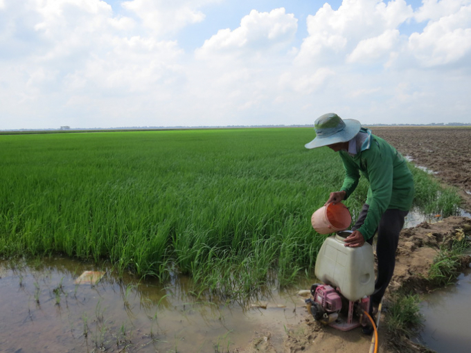 Giá phân bón, thuốc bảo vệ thực vật tăng mạnh làm giảm lợi nhuận của nông dân trồng lúaẢnh: TÂM MINH