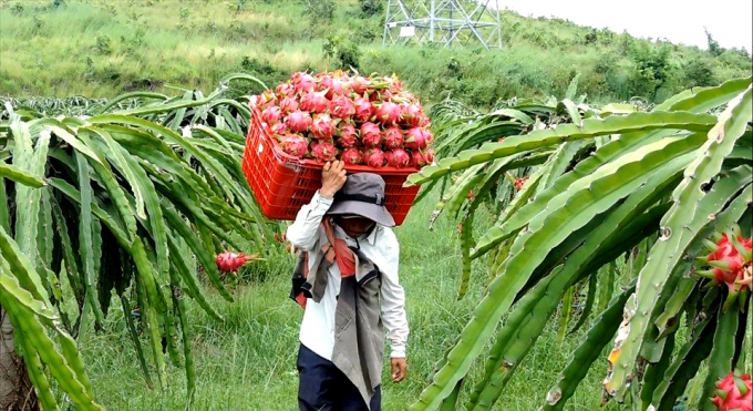 Bà con nông dân xã Mương Mán, huyện Hàm Thuận Nam (Bình Thuận) thu hoạch thanh long.