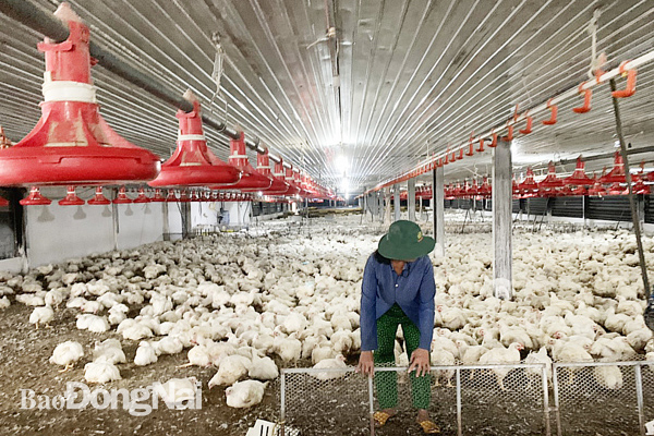 Giá gà công nghiệp đang ở mức tốt nhưng người chăn nuôi đạt lợi nhuận thấp do giá thức ăn chăn nuôi tăng quá cao. Trong ảnh: Một trại gà công nghiệp ở xã Long Đức (H.Long Thành) xuất bán gà. Ảnh: B.Nguyên
