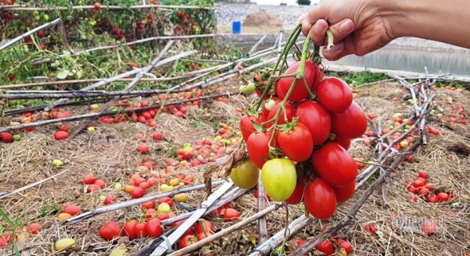 Đầy năm 2021, quả cà chua có giá rẻ như cho, thậm chí nhiều nơi người nông dân còn để chín đỏ rụng đầy ruộng (ảnh: TL)