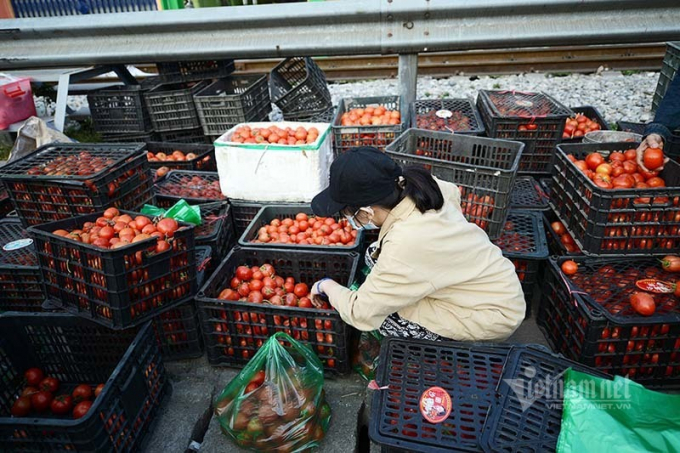 Cuối năm, cà chua sốt giá từ Bắc vào Nam (ảnh: TL)