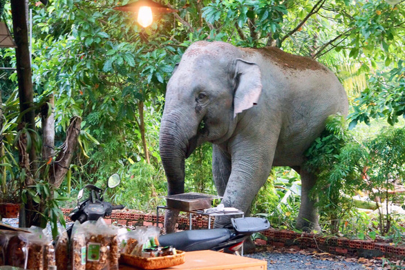 Voi rừng ra phá hoa màu, chòi canh của người dân xã Thanh Sơn, huyện Định Quán, Đồng Nai - Ảnh: B.A.