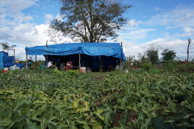 Một lán trại của người nông dân trồng dưa quê ở Bình Định. Ảnh T.T