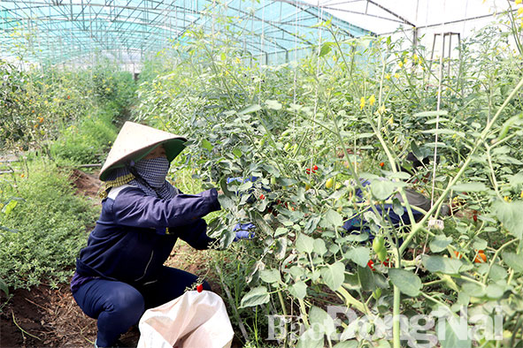 Đồng Nai thu hút đầu tư nông nghiệp công nghệ cao. Trong ảnh: Trang trại trồng cà chua trong nhà màng tại xã Xuân Trường (H.Xuân Lộc). Ảnh: B.Nguyên