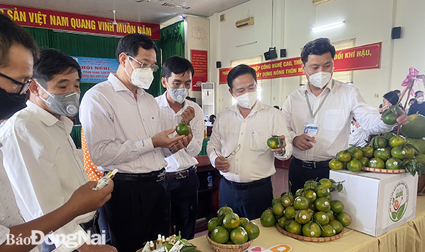 Phó chủ tịch UBND tỉnh Võ Văn Phi và các thành viên của Hội đồng đánh giá, phân hạng sản phẩm OCOP cấp tỉnh tham quan quầy trưng bày sản phẩm OCOP. Ảnh: Ngọc Liên