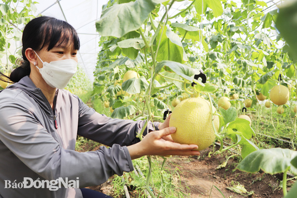 Mô hình ứng dụng công nghệ cao trồng rau, trái hữu cơ trong nhà màng tại Công ty TNHH Trang Trại Việt (H.Xuân Lộc). Ảnh: B.Nguyên