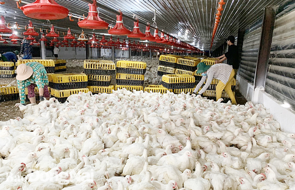 Trang trại gà công nghiệp tham gia chuỗi liên kết nuôi gà xuất khẩu vào thị trường Nhật Bản tại H.Long Thành