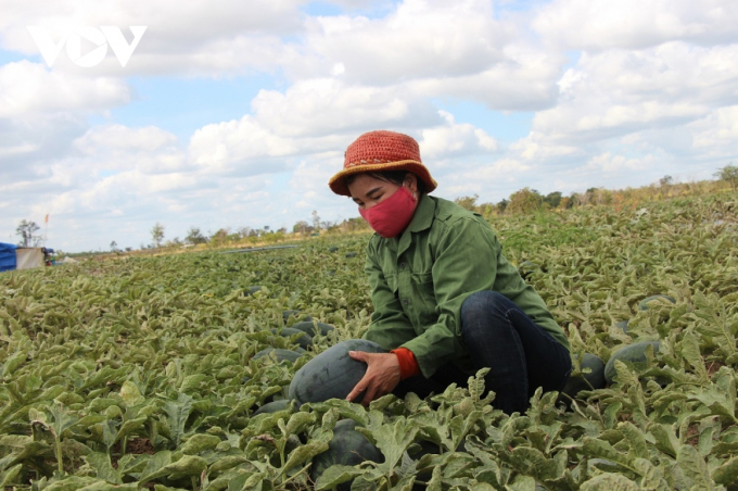Ruộng dưa của chị Nguyễn Thị Hiền đang tới kỳ thu hoạch nhưng chưa có người mua