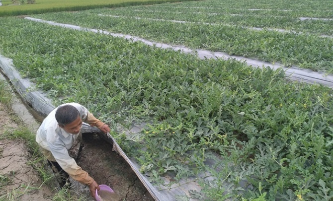 Anh Trần Thanh Sơn đang tưới nước, chăm sóc rẫy dưa hấu của gia đình (Ảnh: Cổng TTĐT Cà Mau).