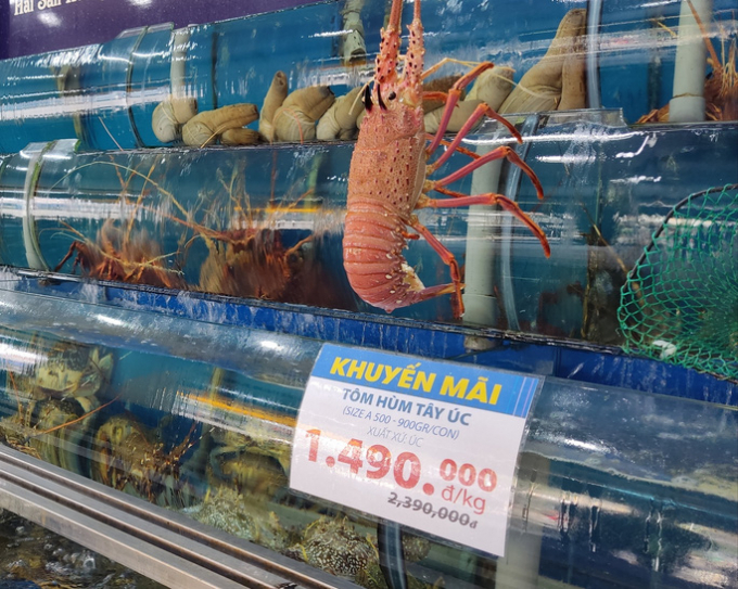 Việt Nam là thị trường mới nổi của tôm hùm Úc