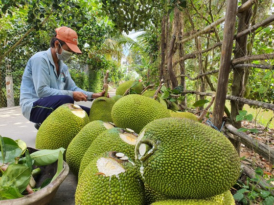 Do sản lượng tập trung nhiều trong quý I/2022 nên sau thanh long, mít Thái có thể là loại trái cây cần được hỗ trợ tiêu thụ. Ảnh: BCT.