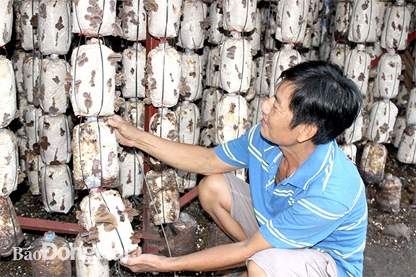 Trại nấm mèo tại xã Suối Nho, H.Định Quán.