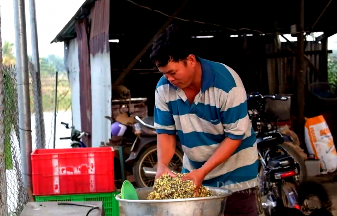 Anh Nguyễn Tấn Tài trộn thức ăn cho tôm càng xanh. Ảnh: Trần Đáng.