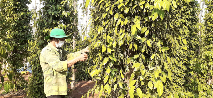 Người trồng hồ tiêu phấn khởi khi giá tiêu tăng mạnh. Trong ảnh: Thu hoạch tiêu tại xã Bình Giã, huyện Châu Đức.