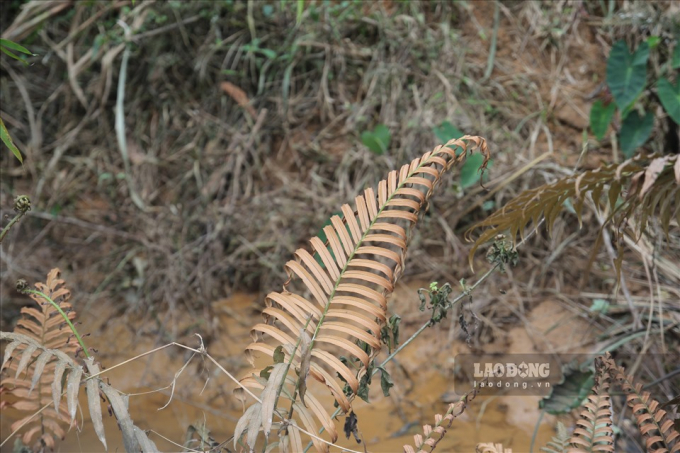 Cây, cỏ ven cống thoát nước giáp công ty này đã bị chết khô do ảnh hưởng của việc hoá đổ đổ ra.