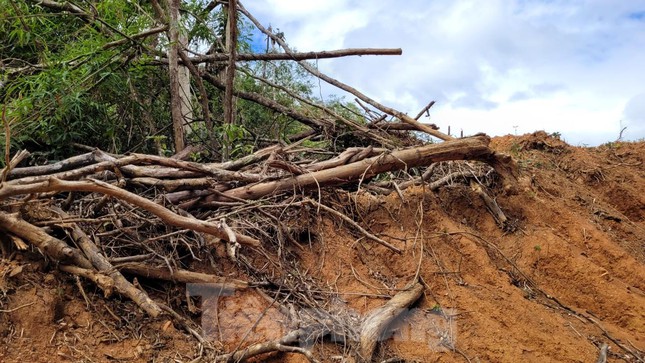 Dự án đường Trường Sơn Đông hủy hoại nhiều diện tích rừng