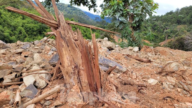 Nhiều cây rừng bị hủy hoại dọc tuyến đường, nhưng đến nay, tỉnh Đắk Lắk và Lâm Đồng chưa xác định được trữ lượng gỗ bị khai thác