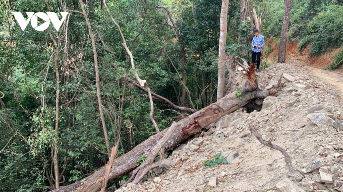 Một cây gỗ lớn còn lại ở ven đường thuộc lâm phần Vườn Quốc gia Bi Đoup - Núi Bà.