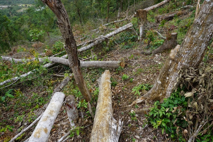 Hiện trường một vụ phá rừng ở huyện Kon Plông (Kon Tum). Ảnh: T.T