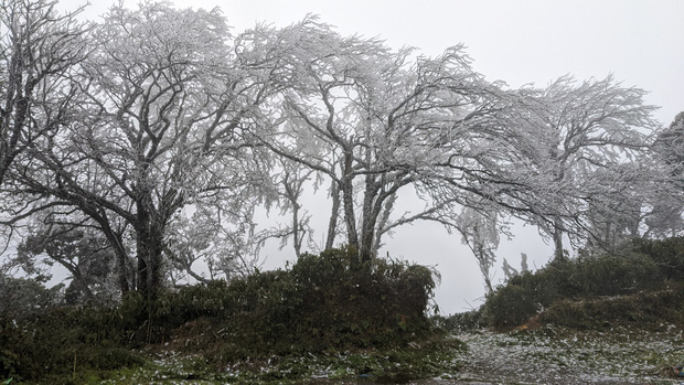 Băng tuyết trắng xoá các ngọn cây sau khi nền nhiệt xuống thấp dưới 0 độ C