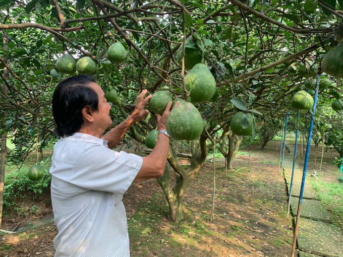 Một hộ nông dân sản xuất bưởi Tân Triều theo mô hình hữu cơ ở H.Vĩnh Cửu, Đồng Nai UYÊN NGHI