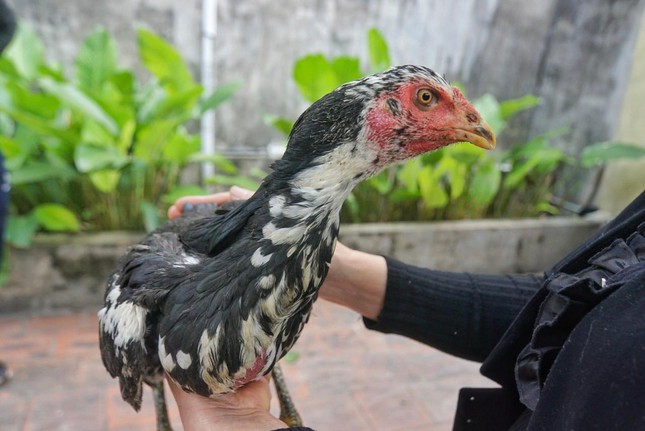 Gà mái chọi có lông màu đen, chấm mơ (gà ô mơ), trọng lượng khoảng 1,7 kg, được nuôi nhốt cùng 2 con gà trống thiến. Hằng ngày, bà Tâm chỉ cho ăn cơm, rau xanh, không dùng cám công nghiệp.