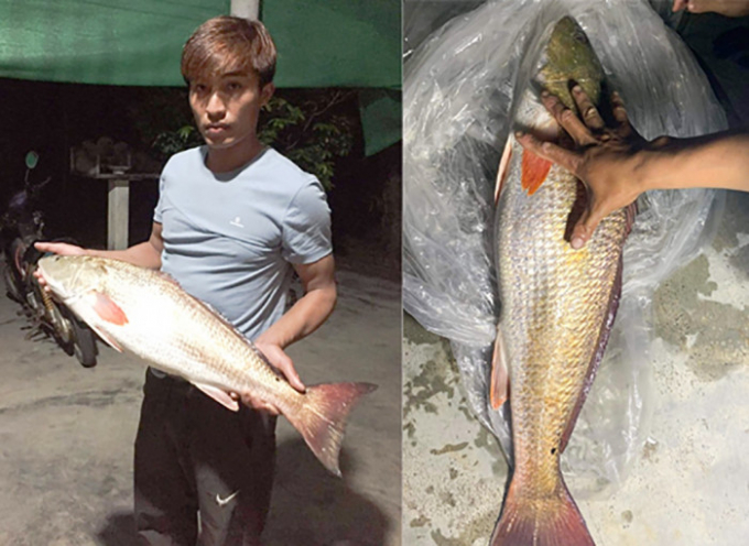 Con cá nặng gần 6kg dài khoảng 90 cm
