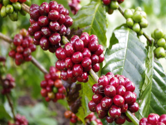 Những khó khăn về chi phí đầu vào đang làm người trồng cà phê thêm lo lắng.