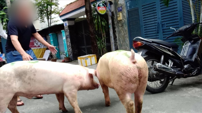 Heo được lùa ngang nhiên trên phố và đưa vào nhà để mổ lậu.