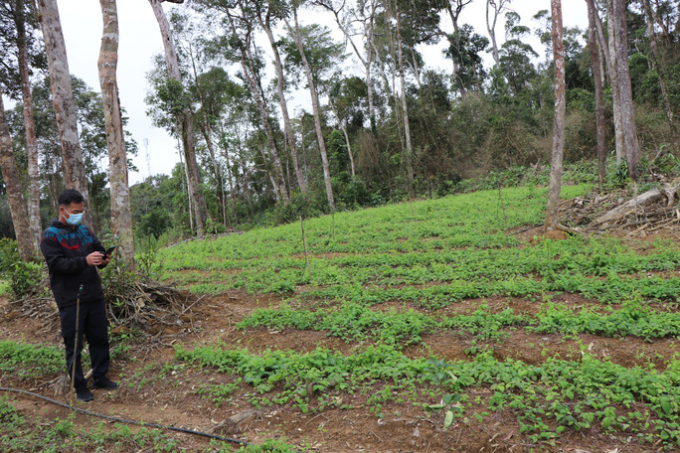 Một diện tích trồng sâm dây ở HTX nông nghiệp Tuyết Sơn Kon Plông, nơi Công ty MHG giới thiệu đang thực hiện dự án MHG Farm