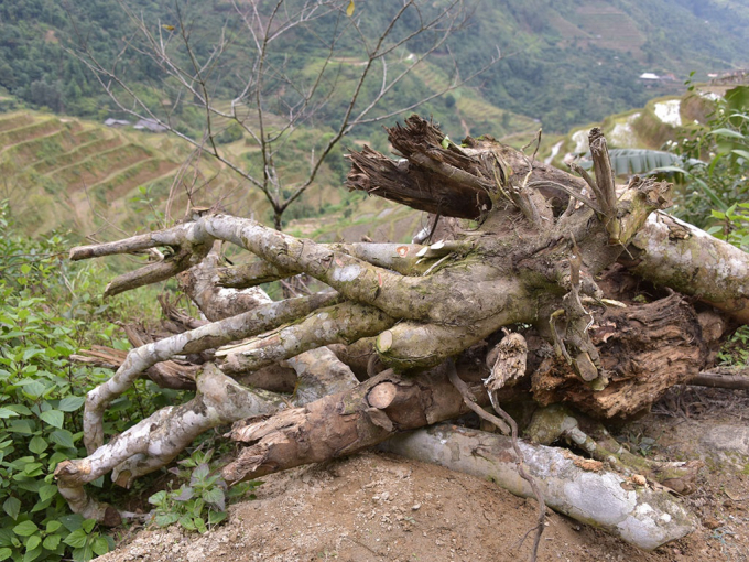 Những gốc trà với đường kính hơn 20 cm, áng chừng trên trăm năm tuổi, bị đốn hạ ở vùng Thượng Sơn, Hà Giang LAM PHONG