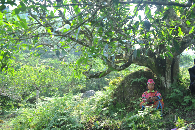 Người H’mông nghỉ chân dưới gốc trà cổ thụ ở Ngài Là Thầu, giáp biên Trung Quốc