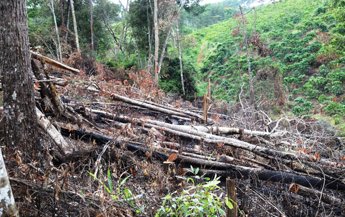 Cây rừng ở tiểu khu 613, xã Lộc Phú bị triệt hạ nằm ngổn ngang dưới đất A.T
