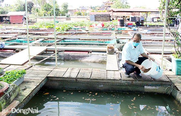 Ông Tống Văn Sỹ, P.Tân Mai (TP.Biên Hòa) cho cá ăn