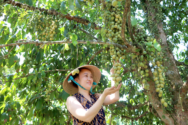 Khách chụp hình lưu niệm tại vườn dâu da H.Long Thành