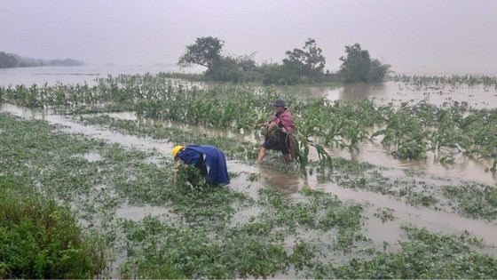 Mưa lũ gây thiệt hại và ngập lụt tại nhiều tỉnh ở miền Trung. Ảnh do Tổng cục PCTT cung cấp