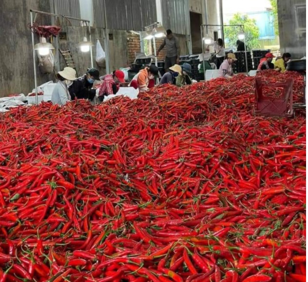 Giá ớt thu mua xuất khẩu đang tăng mạnh từ 10.000 đồng/kg lên gần 50.000 đồng/kg trong vòng mấy ngày qua QUANG THUẦN