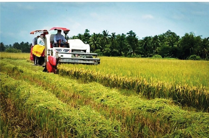 Giá gạo xuất khẩu của Việt Nam ổn định ở mức cao nhờ chất lượng gạo vượt trội. Ảnh: TL