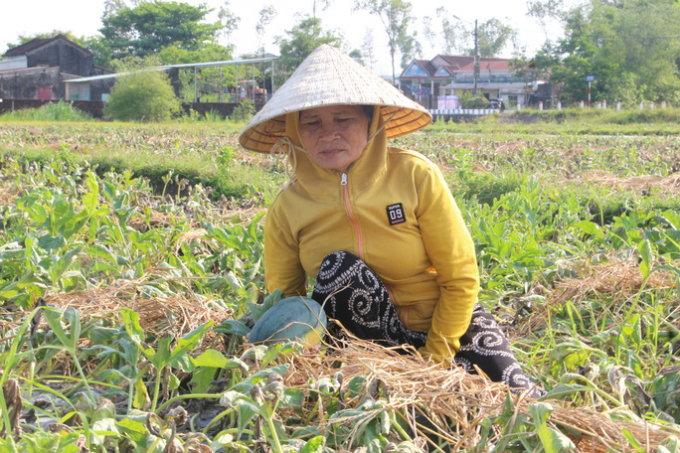 Người trồng dưa lâm cảnh khó khăn vì vụ dưa mất trắng