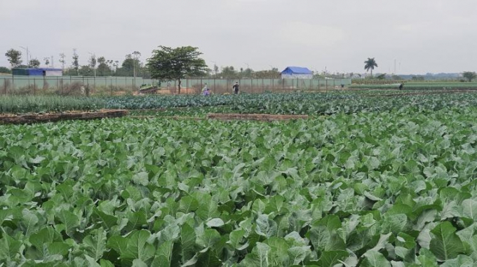 Đất nông nghiệp đang dần được chuyển đổi sang các dự án bất động sản, nhà ở. Ảnh: Kiên Trung